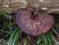Cserepes gereben (Sarcodon imbricatus), Ausztria, Karintia